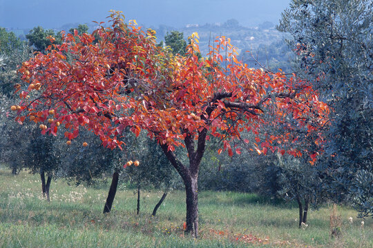 Plant of oriental persimmon, it's colors in autumn