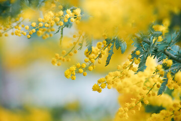 Soft Focus Mimosa Flowers with Bokeh Background