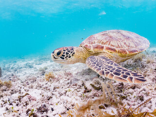 Obraz premium アマモを食べている。 アオウミガメ, Green Turtle, Green Sea Turtle, Chelonia mydas, ウミガメ科, 阿嘉島前浜ビーチ 沖縄県島尻郡慶良間諸島-2025 沖縄本島から40km西方にある諸島。 大小30以上の島々からなる島嶼群は全体が国立公園に指定されている。 珊瑚礁の海、白い砂浜、緑の山地は世界屈指の美しさ。 多くの貴重な動植物が生息している。 