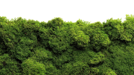 Green moss surface with intricate textures providing a natural background element, showing thriving plant life and organic growth, isolated with transparent top