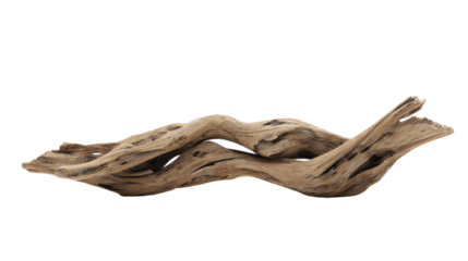 Weathered driftwood piece presenting organic natural patterns and textured grain, providing a rustic artistic element, isolated on transparent background