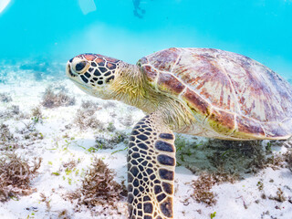 Obraz premium アマモを食べている。 アオウミガメ, Green Turtle, Green Sea Turtle, Chelonia mydas, ウミガメ科, 阿嘉島前浜ビーチ 沖縄県島尻郡慶良間諸島-2025 沖縄本島から40km西方にある諸島。 大小30以上の島々からなる島嶼群は全体が国立公園に指定されている。 珊瑚礁の海、白い砂浜、緑の山地は世界屈指の美しさ。 多くの貴重な動植物が生息している。 