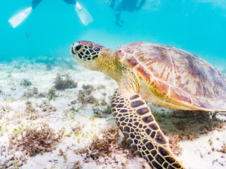 Obraz premium アマモを食べている。 アオウミガメ, Green Turtle, Green Sea Turtle, Chelonia mydas, ウミガメ科, 阿嘉島前浜ビーチ 沖縄県島尻郡慶良間諸島-2025 沖縄本島から40km西方にある諸島。 大小30以上の島々からなる島嶼群は全体が国立公園に指定されている。 珊瑚礁の海、白い砂浜、緑の山地は世界屈指の美しさ。 多くの貴重な動植物が生息している。 