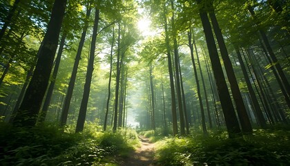 Fototapeta premium forest background images | forest background | forest image