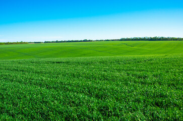 green field and blue sky