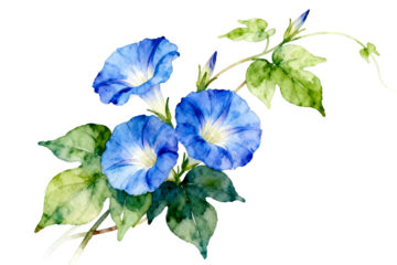 Watercolor painting of blue morning glory flowers with green leaves