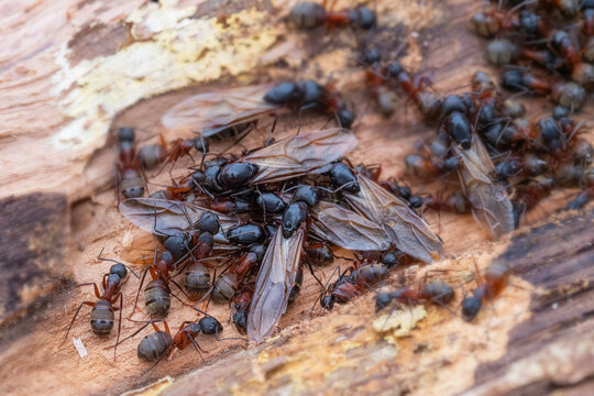 Carpenter Ant Infestation Nest