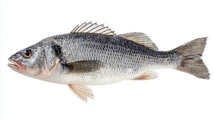 Obraz premium Fresh raw sea bass fish with silver scales and spiny dorsal fin isolated on white background for culinary and seafood concepts