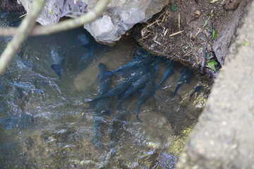 Wild school of dark fish spawning in shallow freshwater creek. This group of animal life swims together in murky water of natural river during breeding season
