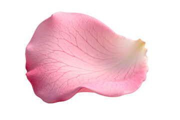 Fototapeta premium A single delicate pink rose petal with visible veins