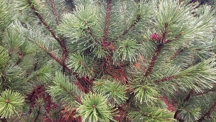 close up of pine branches
