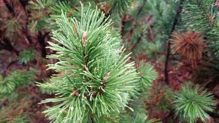 close up of pine needles