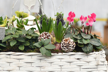 Christmas composition with cyclamen and in a pot