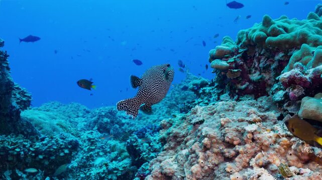 A cute spotted Pufferfish swims over a coral reef