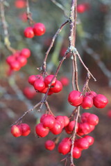 Crab apples on a tree in autumn