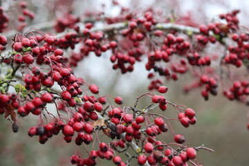 Close up of hawthorn or crataegus berries