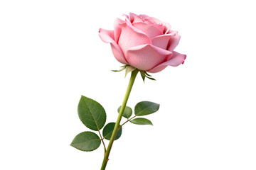 Obraz premium A beautiful pink rose with green leaves on a white background