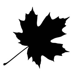 Fototapeta premium A stark and elegant white outline drawing of a maple leaf against a dark backdrop