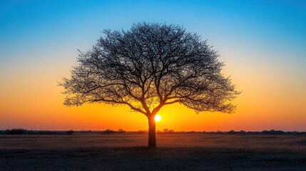 Fototapeta premium Silhouetted tree at sunrise