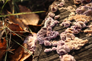 Chondrostereum purpureum on tree bark in forest (Silverleaf Fungus)