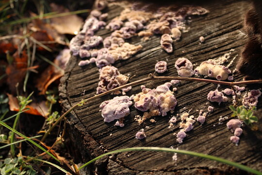 Chondrostereum purpureum, Silver leaf fungus saprotrophic fungus growing on a felled tree in the garden in autumn