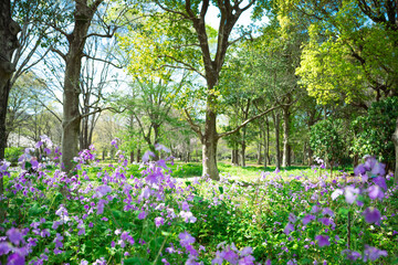 スミレの咲く公園