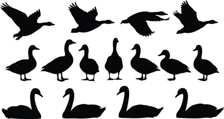 Collection of Geese and Swans Silhouettes Vector Set, Diverse Waterfowl Birds Flying and Swimming, Aquatic Wildlife Graphic Icons for Nature, Ornithology and Animal Design Elements. © Aduri