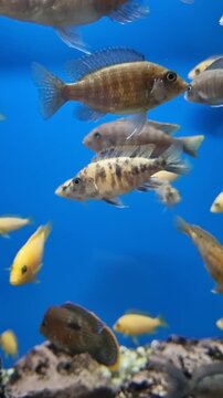 Many colorful african cichlid fish swimming peacefully in a large freshwater aquarium with a vibrant blue background and rocky bottom