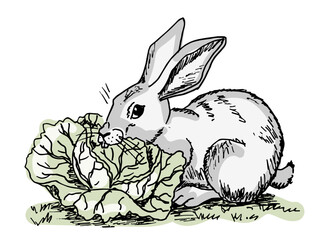 A rabbit eating the cabbage. Hand drawn vector illustration.