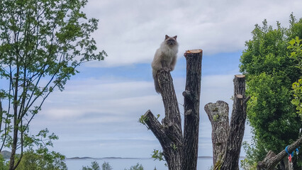 Fluffy long-haired cat perched on top of a tall tree stump in a natural outdoor setting, with blue sky, distant coastline and green foliage in the background.