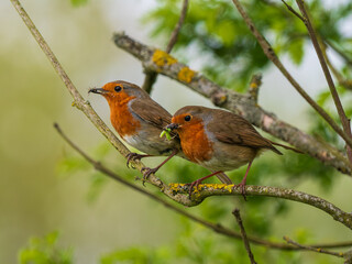 Teo RobinS With a Beak Full of Worms and Insects