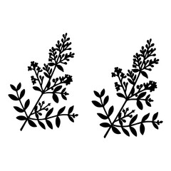 Henna tree (Lawsonia inermis), medicinal plant