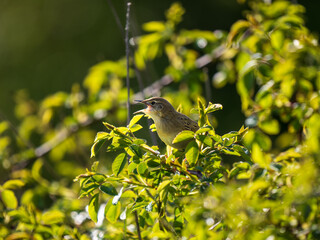Grasshopper Warbler Singing on a Bush