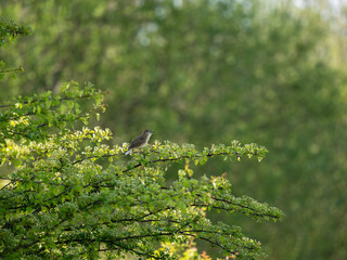 Grasshopper Warbler Singing on a Bush