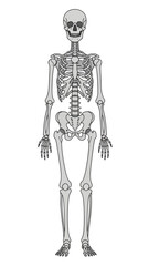 Obraz premium Human Skeleton Anatomy Diagram – Full Bone Structure