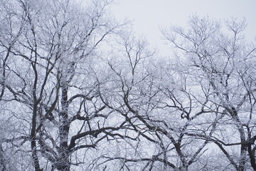 Zaśnieżone drzewa na białym tle białego nieba © vofchok
