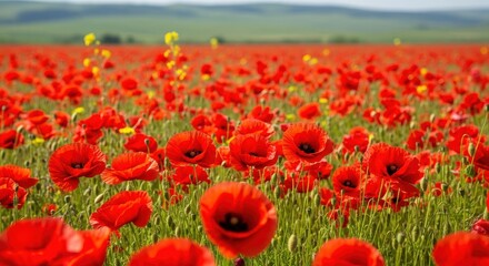 Fototapeta premium Vibrant Red Poppy Flowers Field Under Blue Sky with Lush Green Landscape in Background