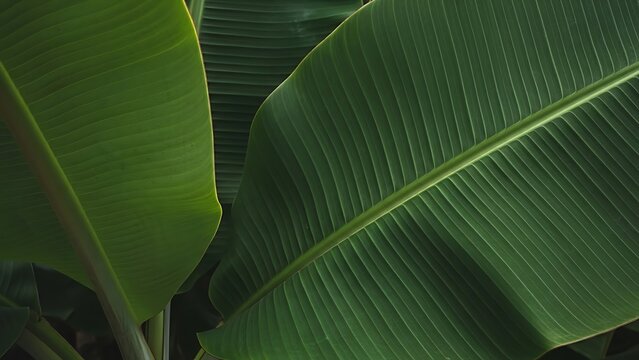 Rich green banana leaf detail showcasing natural textures, intricate parallel veins, and lush tropical plant biology in nature.