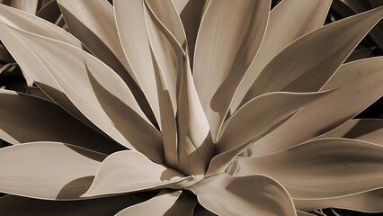 Sepia toned macro close-up of a drought-tolerant agave plant, showcasing its architectural succulent leaves and natural organic patterns, desert flora detail.