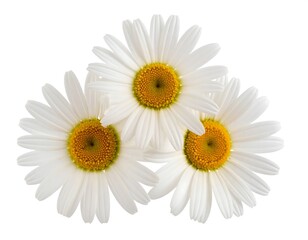 Fototapeta premium Three daisies clustered together