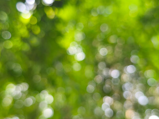 Fototapeta premium Abstract Green Bokeh Background