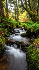 Obraz premium Forest stream cascades through mossy rocks and ferns, lit by soft natural light during the fall season