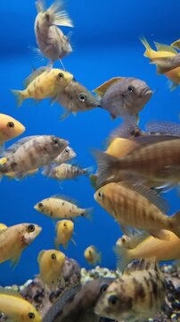 Vibrant community of african cichlids swimming peacefully in a large freshwater aquarium. Various species of colorful tropical fish swim together
