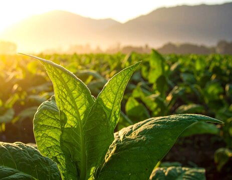 Tobacco leaves in a field at sunrise - Powered by Adobe