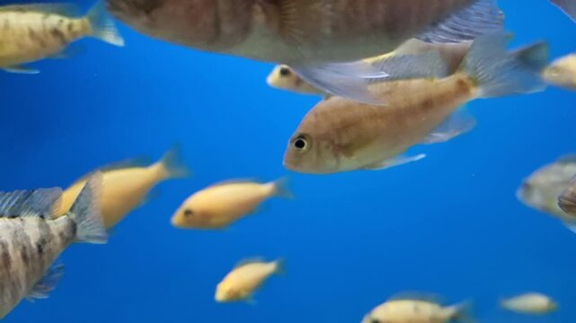 Shoal of african cichlids from lake malawi swimming calmly in a freshwater aquarium. Clear blue water provides a vibrant background
