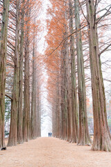 Tall trees form a stunning symmetrical pathway, creating a peaceful autumn scene with soft light, warm colors, and visitors walking through a serene, beautifully aligned forest landscape.