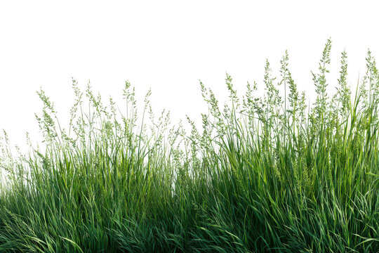 Lush green grass with vibrant seed heads, isolated for natural design elements, background, or overlay isolated on transparent background