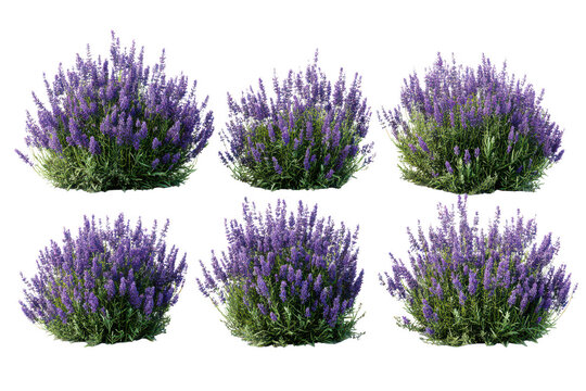Six vibrant lavender bushes with fragrant purple flowers and green foliage, isolated for design isolated on transparent background