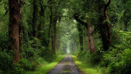 Obraz premium Forest scene featuring a narrow gravel pathway flanked by tall, textured trees with lush green foliage, creating a serene woodland setting with misty atmosphere