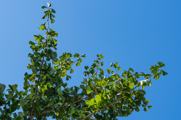 Green leafy branches Ginkgo tree (Ginkgo biloba), ginkgo or gingko, ginko, maidenhair treeextending diagonally against clear, bright blue sky. Leaves are vibrant and partially lit by sunlight